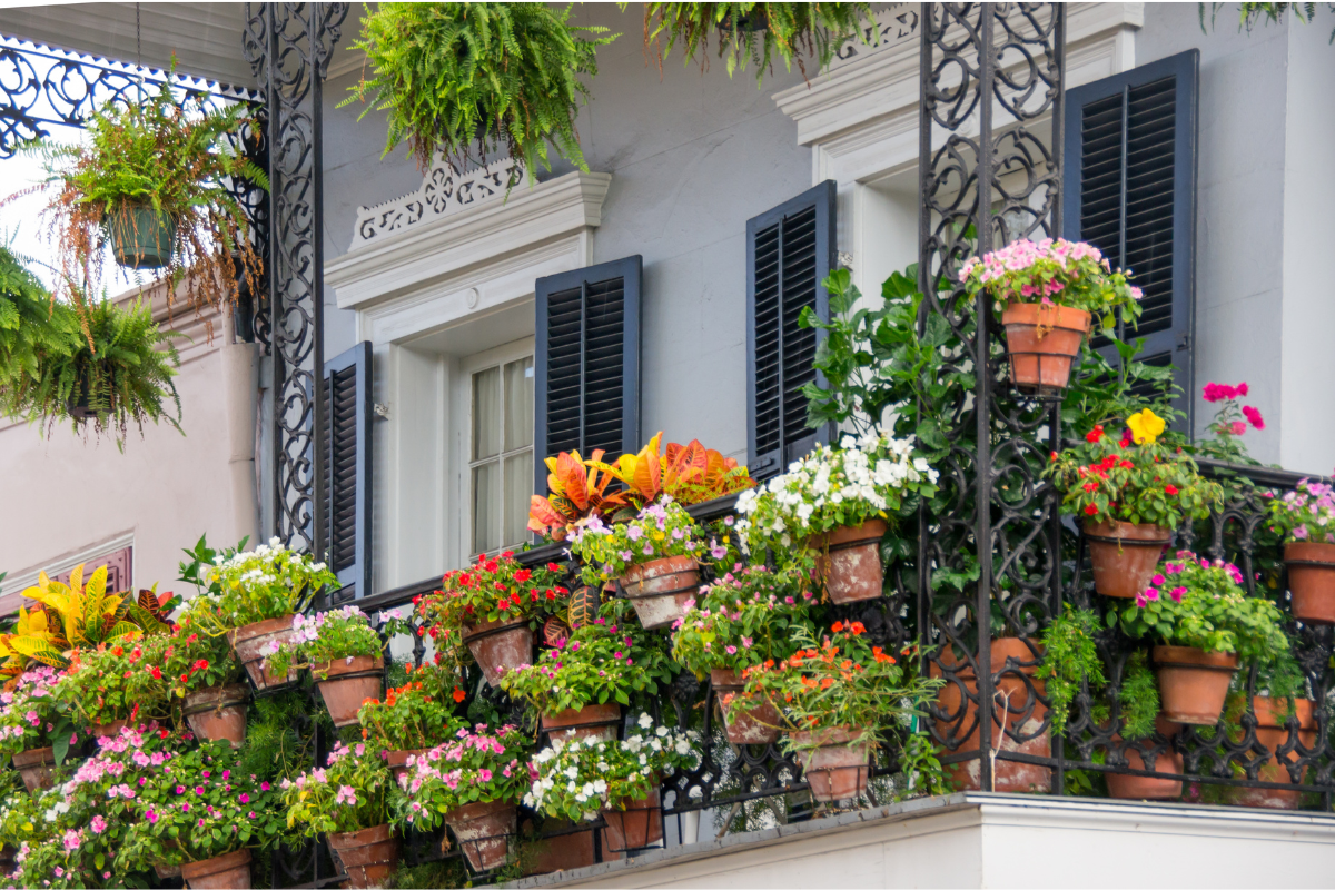 Top 10 Balcony Plants to Upgrade Your Small Apartment Space  The  Affordable Organic Store