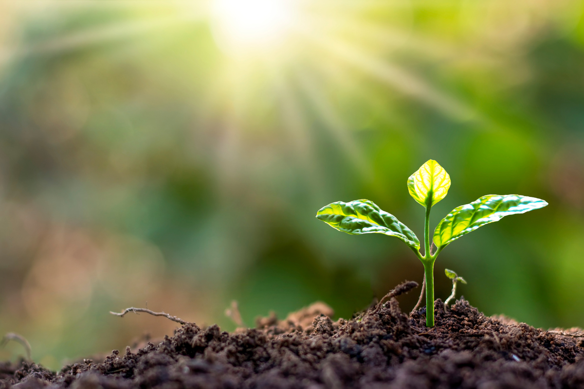 Top 15 Religious Plants of India