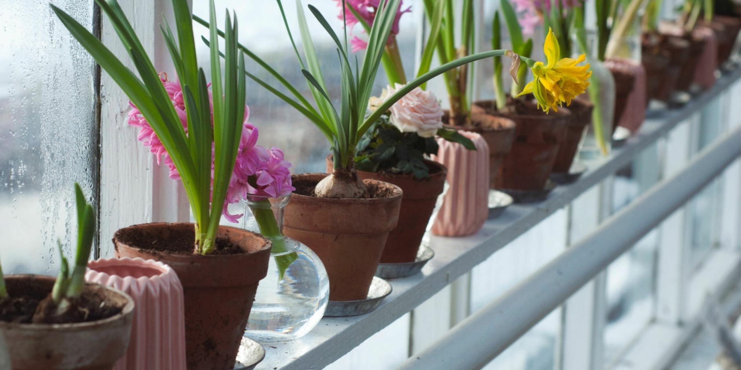 5 Best Flowering Plants To Buy In The Winters