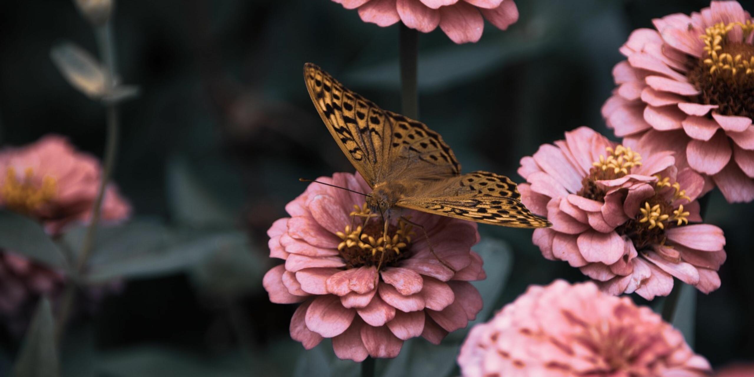 5 Easy To Grow Flowering Plants In The Kitchen Garden In September