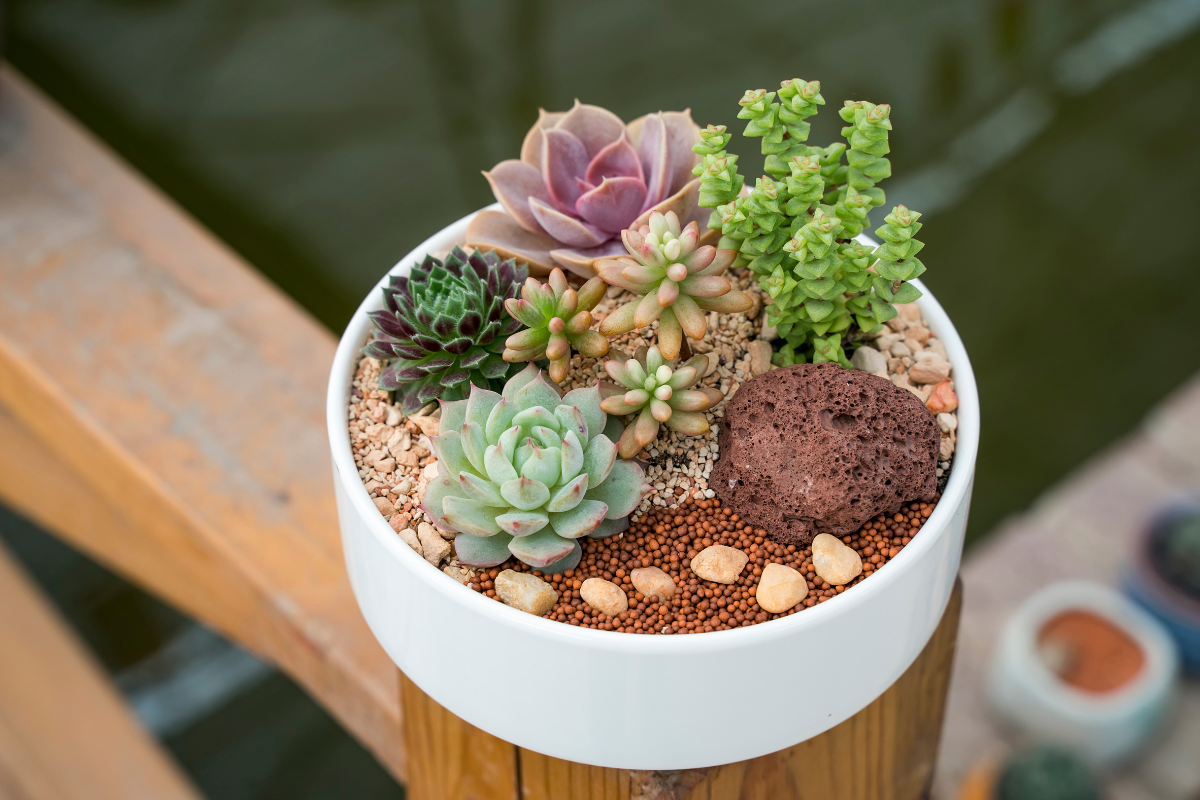 Succulent Plants Are The Perfect Gift For Any Occasion