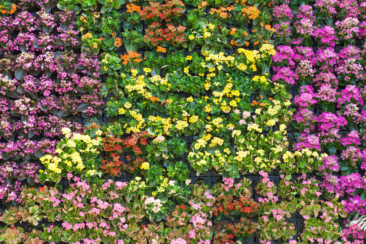 10 Flowering Climbers For An Indian Gardener