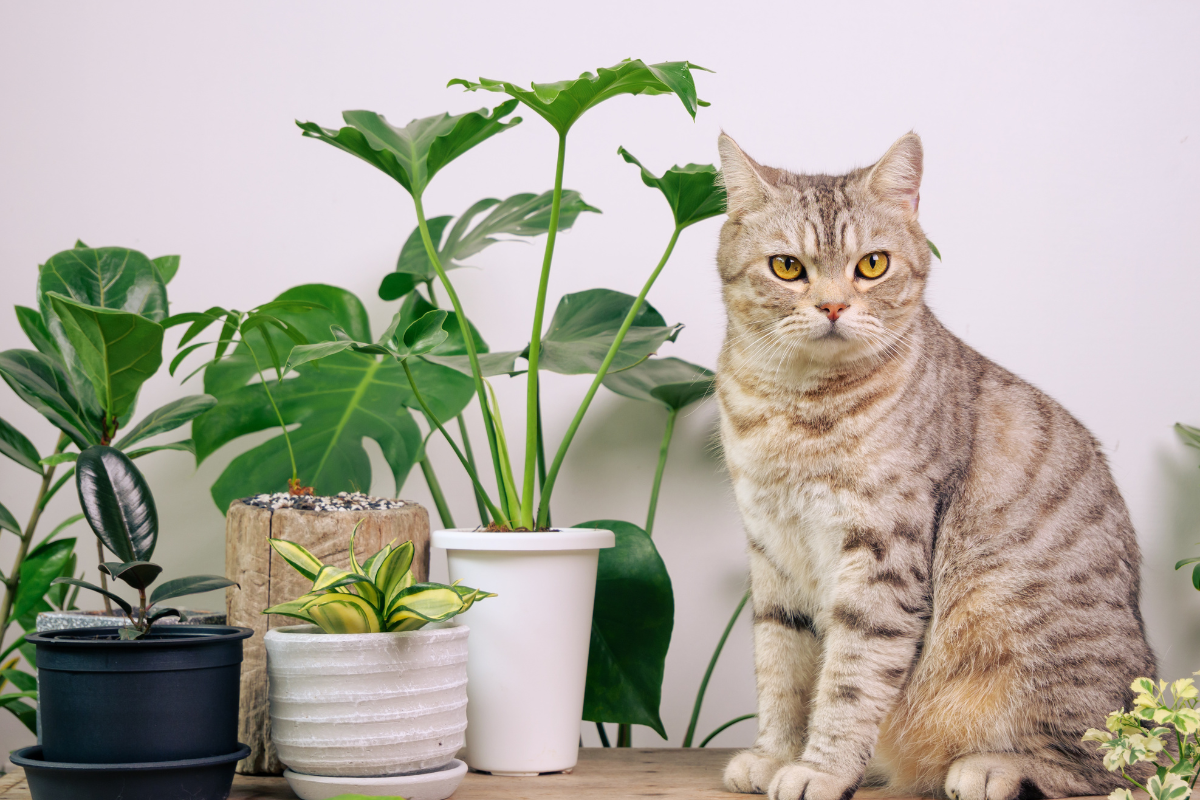 Top 10 Pet Friendly Plant for Your Home