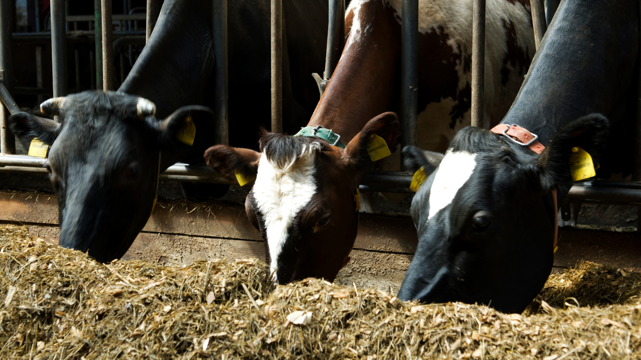 Can Azolla Feed Your Animals?