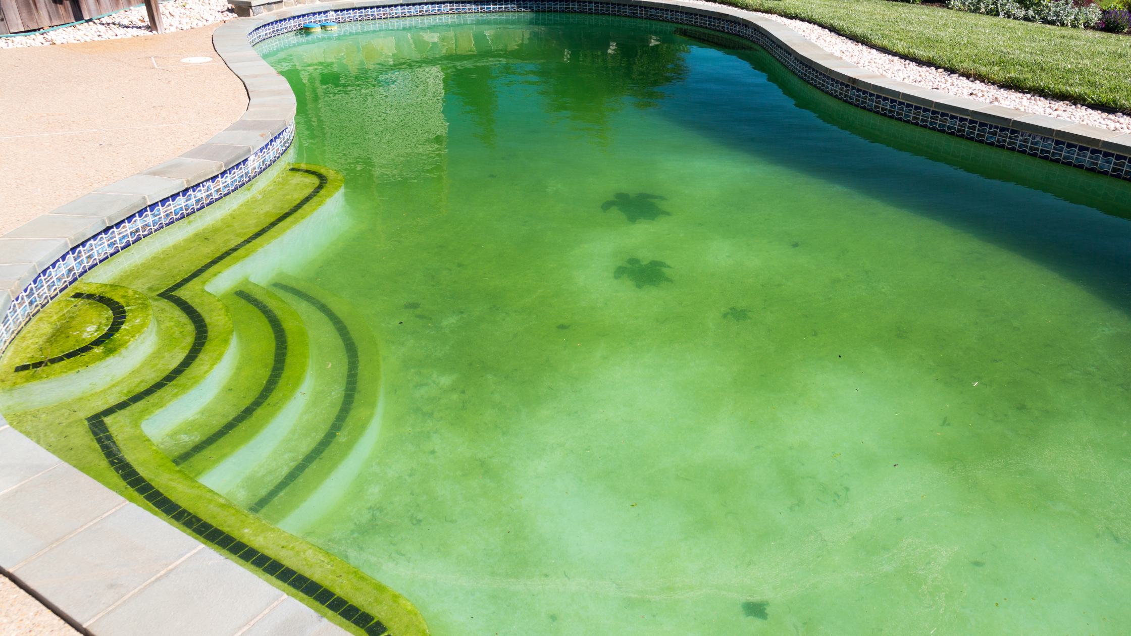 How Algae Enhances Relaxation Spaces in Modern Homes