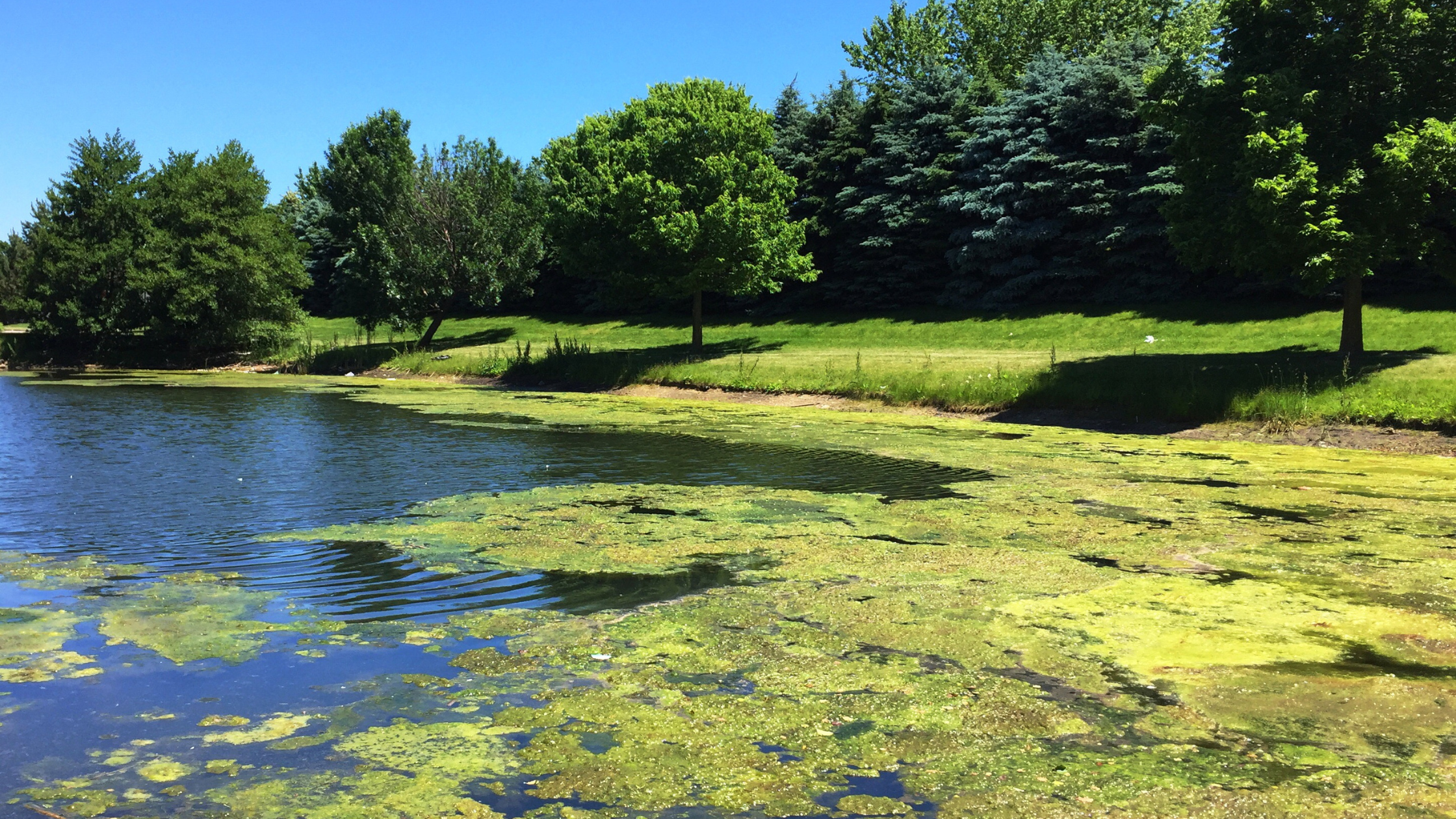 Can Algae Save Water?