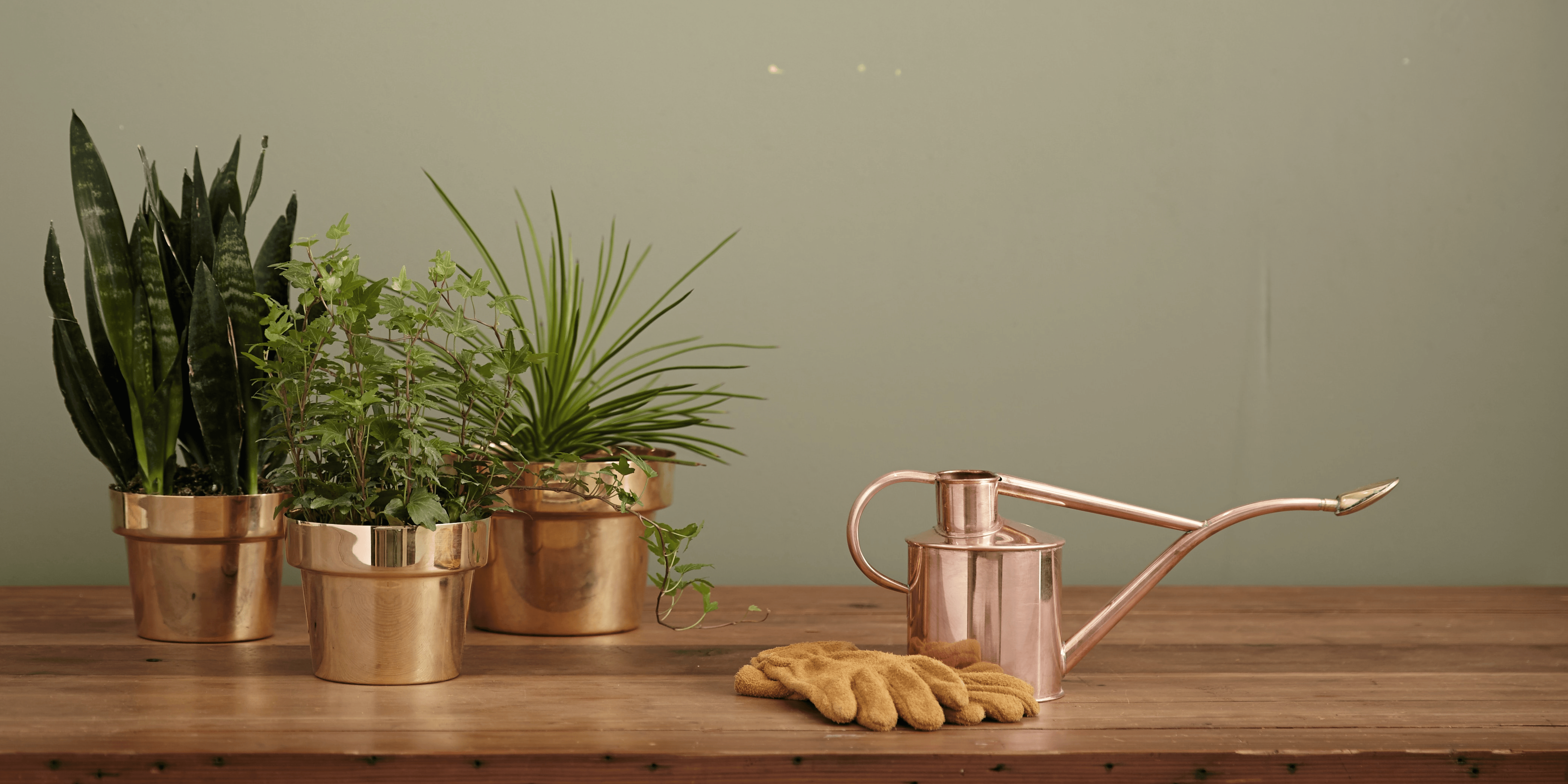 Top 10 Air Purifying Plants to Keep Your Air Clean