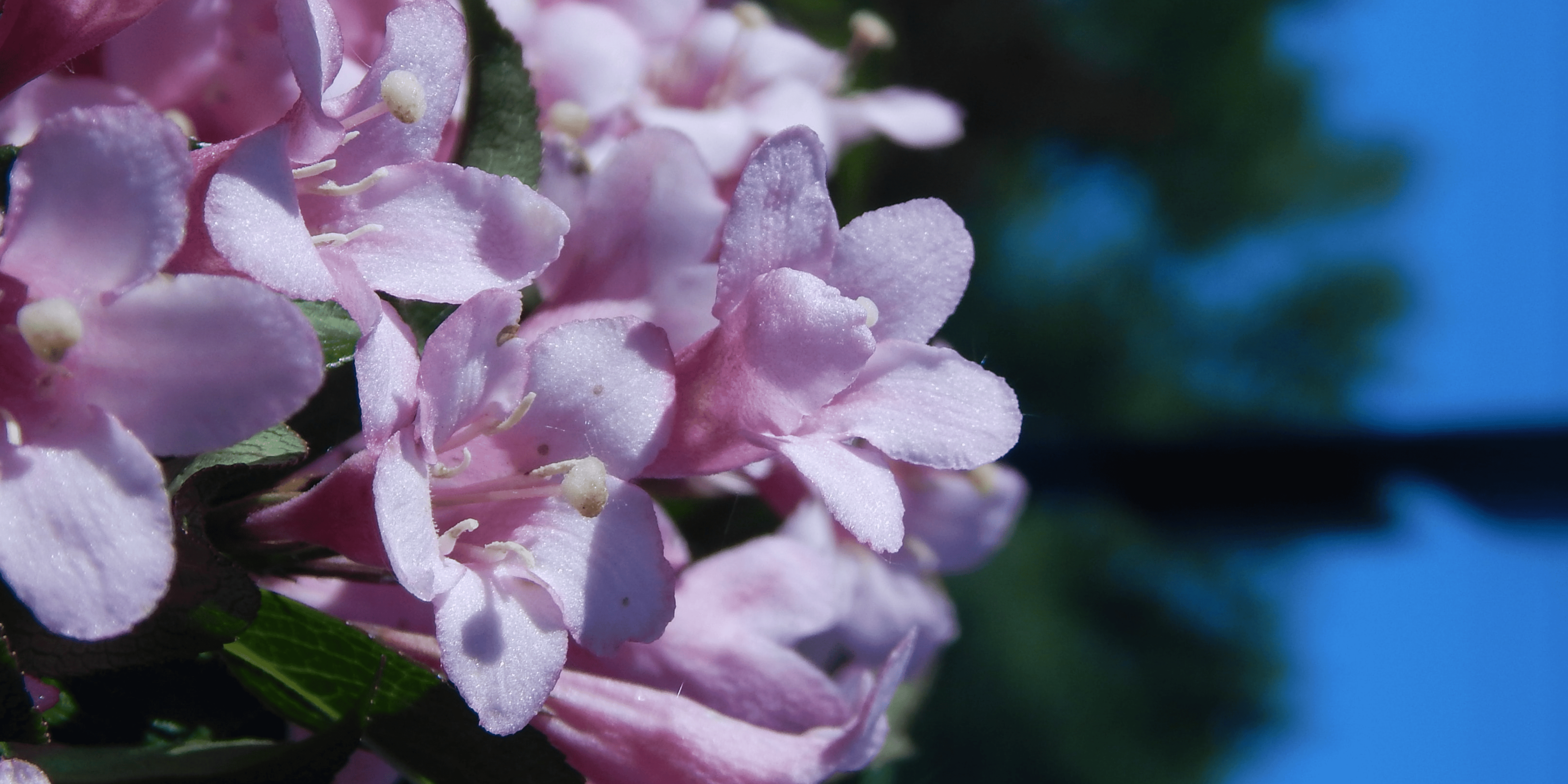 Top 5 Flowering Plants to Grow in July