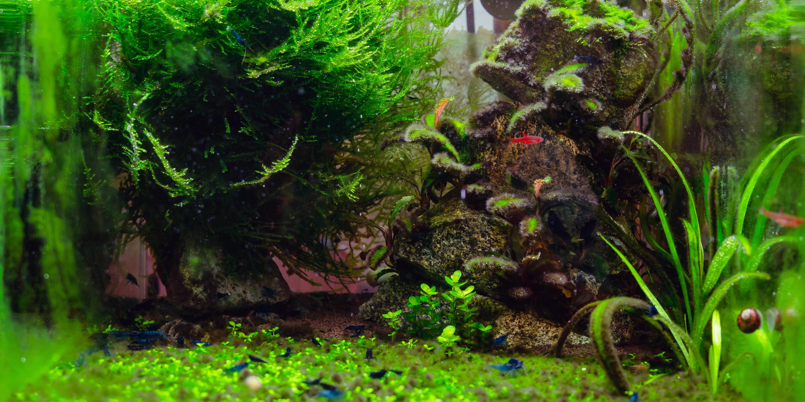 Types Of Algae And Their Uses