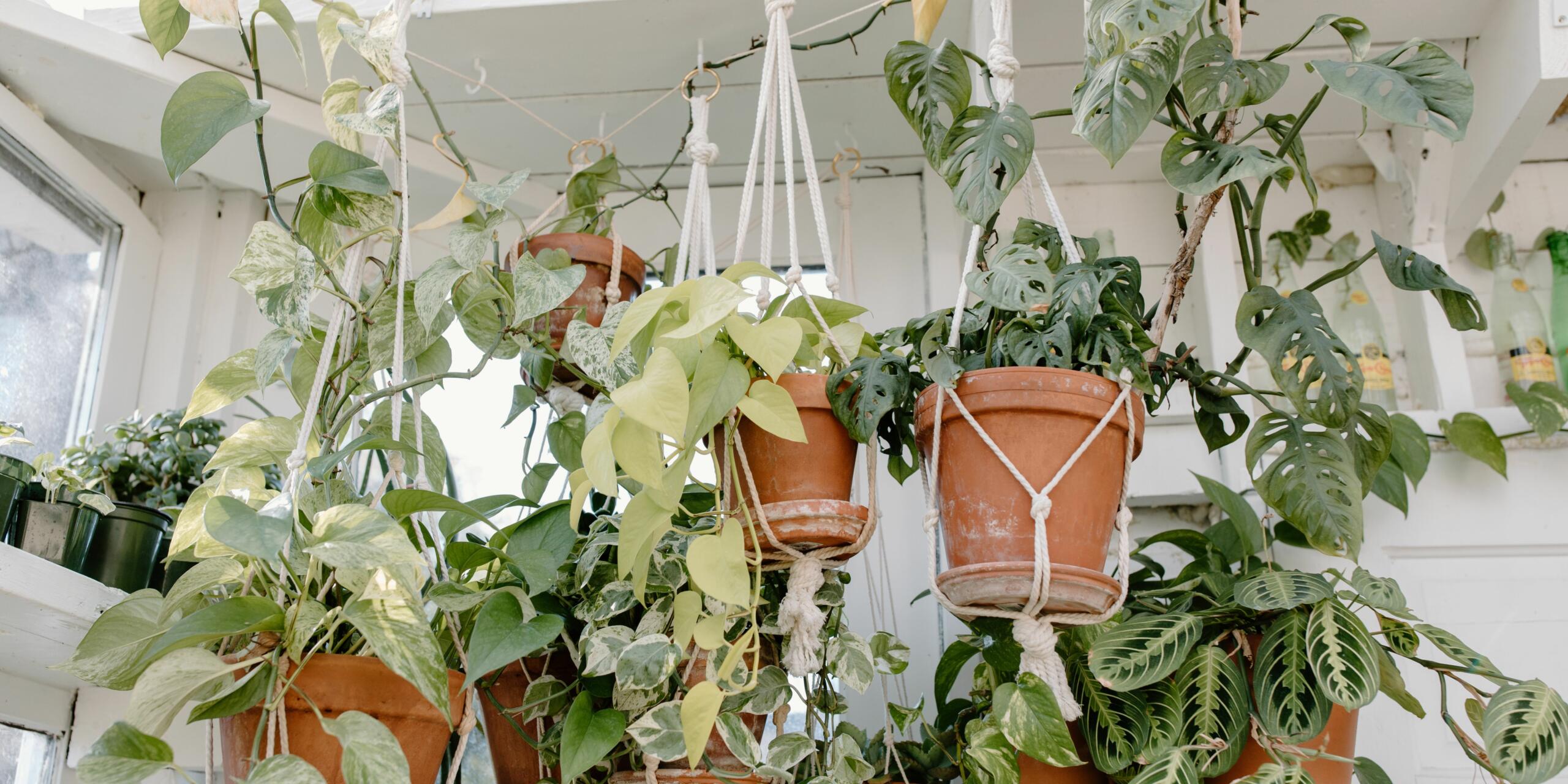 Top Trailing Plants For Your Home Garden