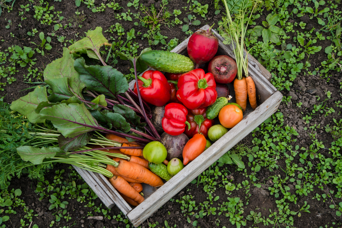 How you can create your own vegetable garden