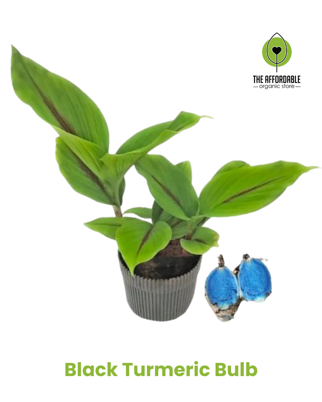 Black Turmeric Bulb