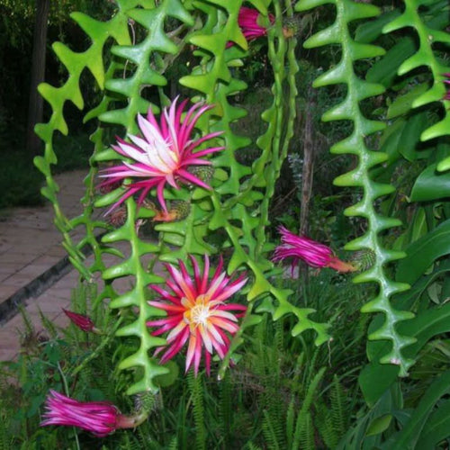 Fishbone cactus Plant Sapling