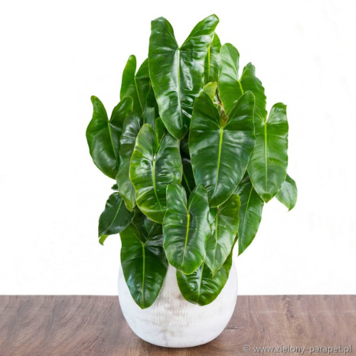 Philodendron Brule Marx Plant Sapling in a round spot.