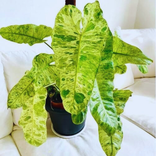 philodendron paraiso verde in a pot.