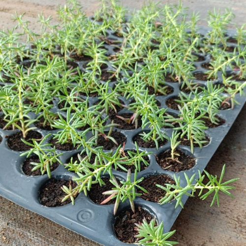 Multiple saplings  of Moss Rose Plant