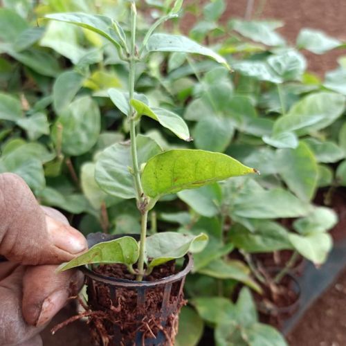 Arabian Jasmine Sapling holding by hand