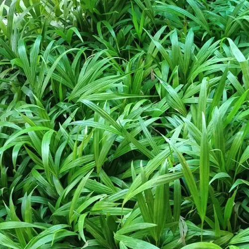 multiple Areca Palm plants