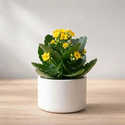 Yellow Kalanchoe Succulent Sapling (1pc)