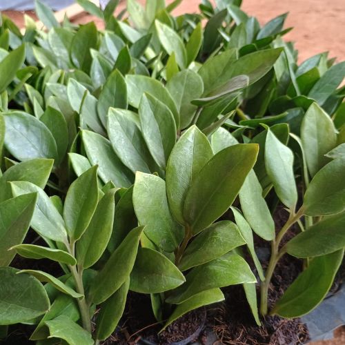 Leaves of ZZ plant