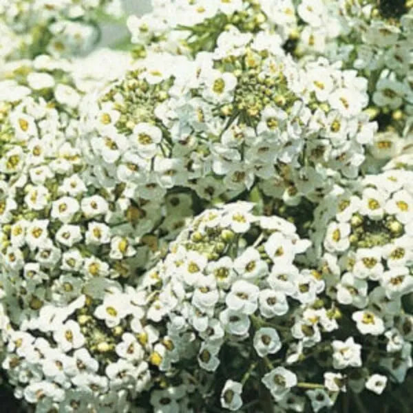 Alyssum Snow White