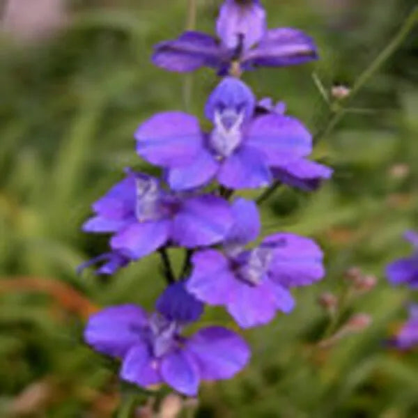 Larkspur Mixed flower