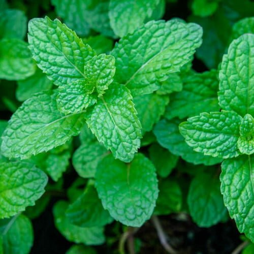 Bright green fresh mint herb.