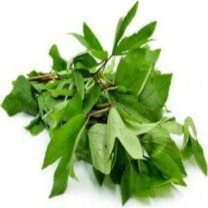 Green gongura or Roselle leaves bunched together against a white background