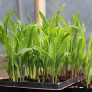 Green branches of sweet corn leaves planted in a pot
