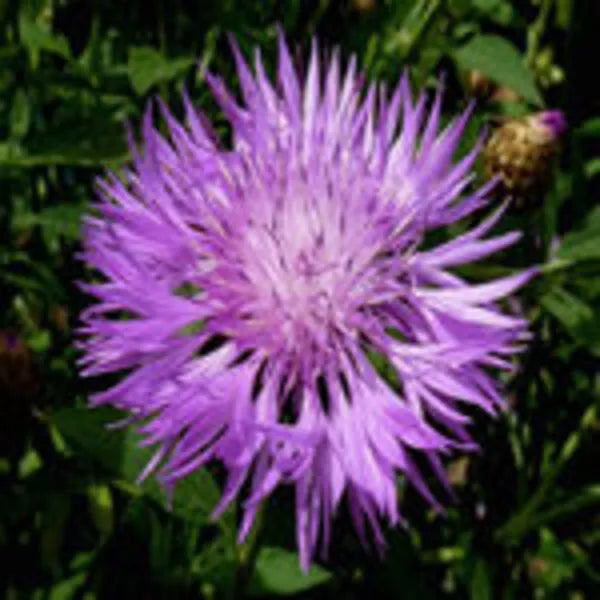 Image of an Sweet Sultan Flower