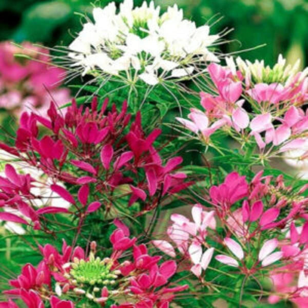 Cleome Spinosa