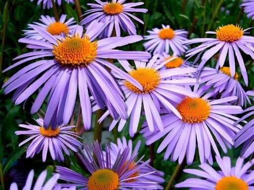 Charming Aster Mixed Seeds flowers with purple petals