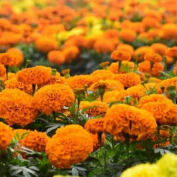 jamanthi flower seeds Buy French Orange Marigold Seeds (10 seeds)