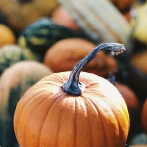 This image is of several large bright orange pumpkins with dark brown stalks kept together on the ground.