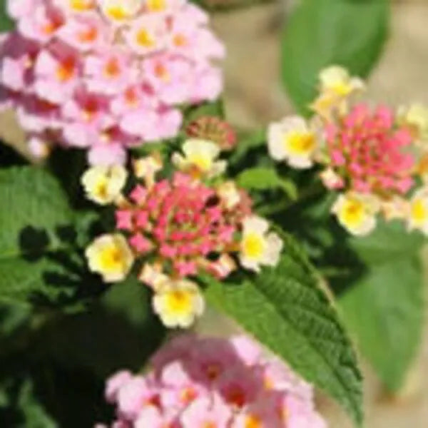 This is an image of Verbena Mixed Flowers with green leaves in background.