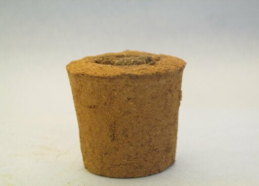 Cow dung dhoop against light background