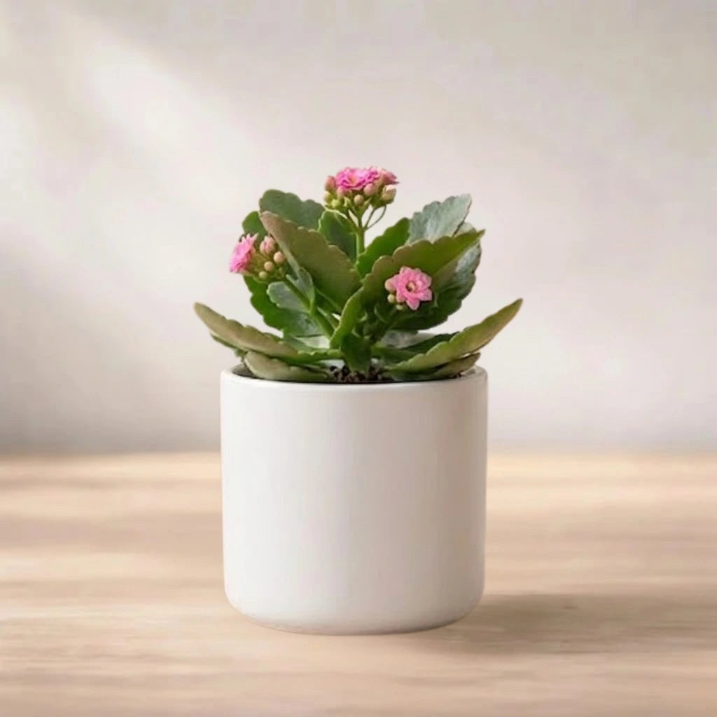 kalanchoe succulent with pink flowers Pink Kalanchoe Succulent Sapling (1pc) | Only Rs.69/-