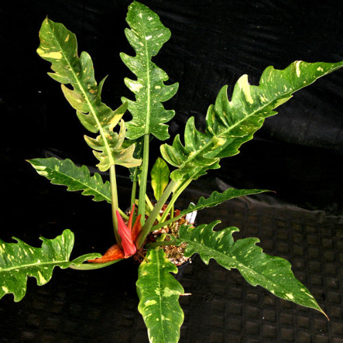 Ring of Fire Variegated Plant sapling in a pot.