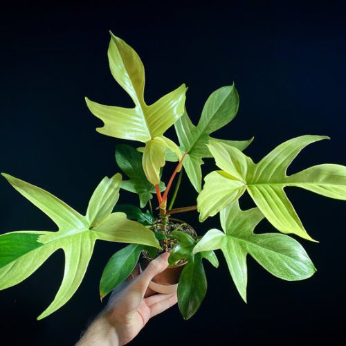 Philodendron Florida Ghost Plant Sapling in a pot.