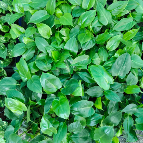 Leaves of the Philodendron Brule Marx Plant Sapling.
