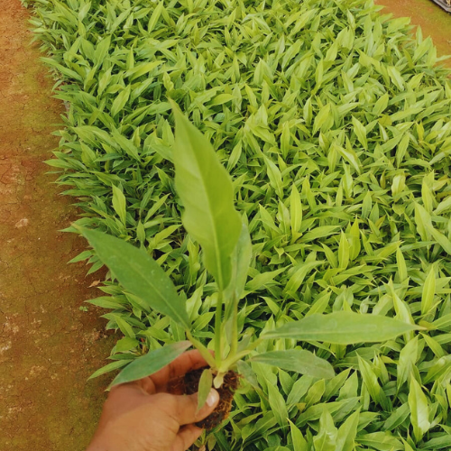Image of the leaves of the Philodendron Ring of Fire Plant Sapling