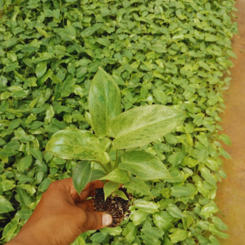 Leaves of the philodendron paraiso verde plant sapling.