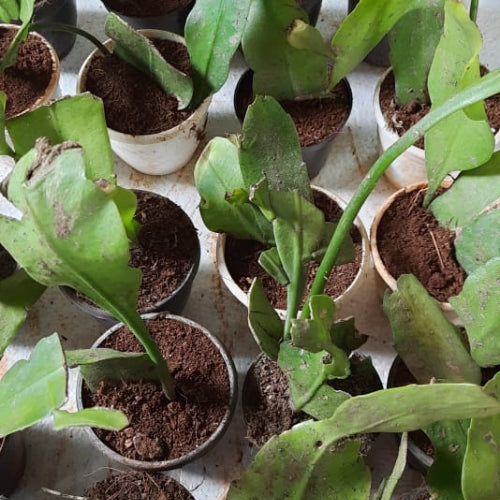 Brahma Kamal Plant s in multiple pots