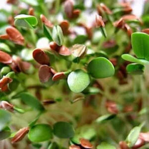flax seeds planting Buy Microgreen Flax Seeds (10 gms)