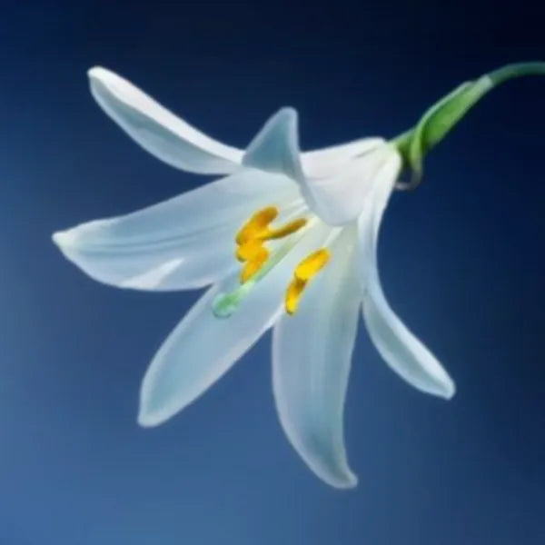 White colored Ginger lily with powdery yellow anthers