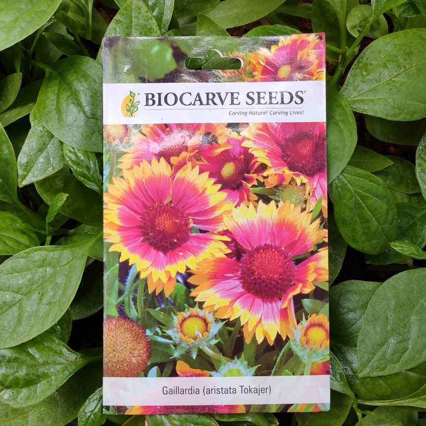A packet of Biocarve Gaillardia Aristata Tokajer Seeds kept against a green leafy background