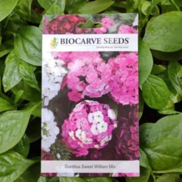 This is an image of a packet of Biocarve Dianthus Sweet William Mix Seeds kept against a green leafy background.