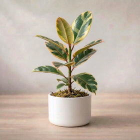 Variegated Rubber Plant Sapling (1Pc)