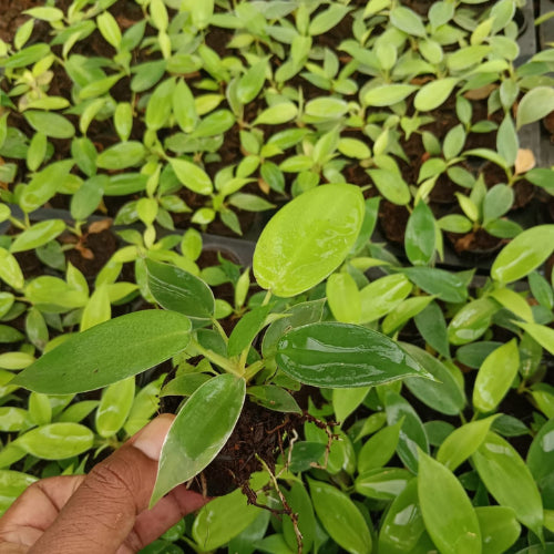 Multiple Philodendron Florida Ghost Plant Saplings.