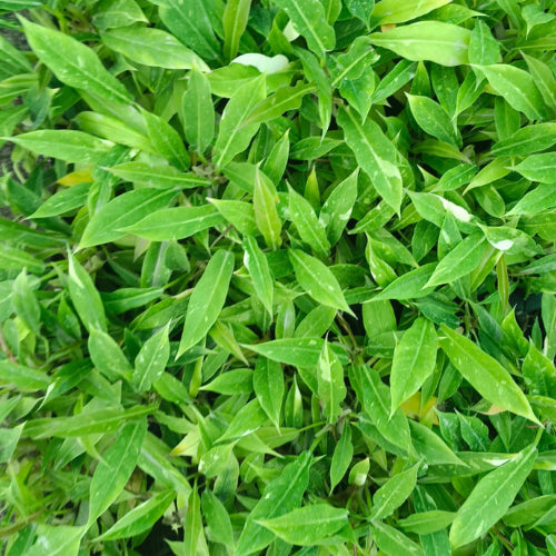 Image of the leaves of the Ring of fire variegated plant sapling.